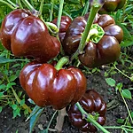 Paprika   tomatenpaprika chocolate   1 2