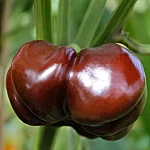 Paprika   tomatenpaprika chocolate   4 2
