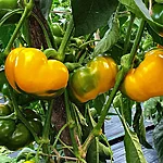 Paprika   topepo giallo   1 2 2