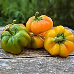 Paprika   topepo giallo   3 2