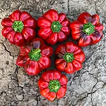 Paprika   topepo rosso   1 2