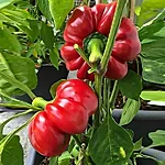 Paprika   topepo rosso   2 2