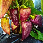 Paprika   violet sparkle   1 3