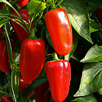Paprika red snacking patio   1