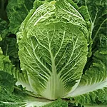 Pekingi kapsas   1