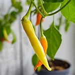 Tšilli   aji habanero   4 2