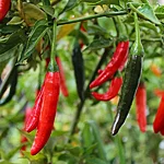Tšilli   cayenne   3 2