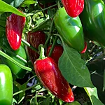 Tšilli   jalapeno   1 2