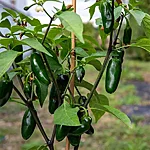 Tšilli   jalapeno   4 2