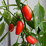 Tšilli   jalapeno orange spice   2 2