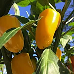 Tšilli   jalapeno pumpkin spice   1 3