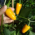 Tšilli   jalapeno pumpkin spice   2 2 2