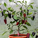 Tšilli   jalapeno purple   2 2