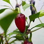 Tšilli   jalapeno purple   3 2