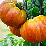 Tomat   ananas   4 2
