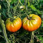 Tomat   ananas noire   4 2
