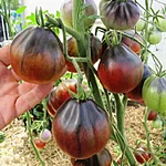 Tomat   blue pear   6