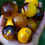 Tomat   bosque blue bumblebee   7 2 2
