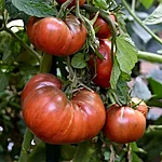 Tomat   cherokee purple   3 2