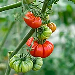 Tomat   costoluto fiorentino   3 3