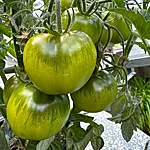 Tomat   hiiumaa roheline   4 2