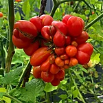 Tomat   reisetomate   9 2
