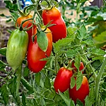 Tomat   san marzano   1 2 2