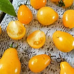 Tomat   yellow pear   2 3