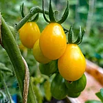 Tomat   yellow pear   6 2 2