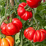 Tomat costoluto fiorentino   2 2