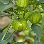Tomatillo   3 2