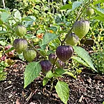 Tomatillo   lilla   3 2