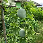 Vahakõrvits   thai round   2 3