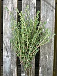 Img 4676