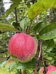 Img 4750 2