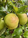 Img 4752