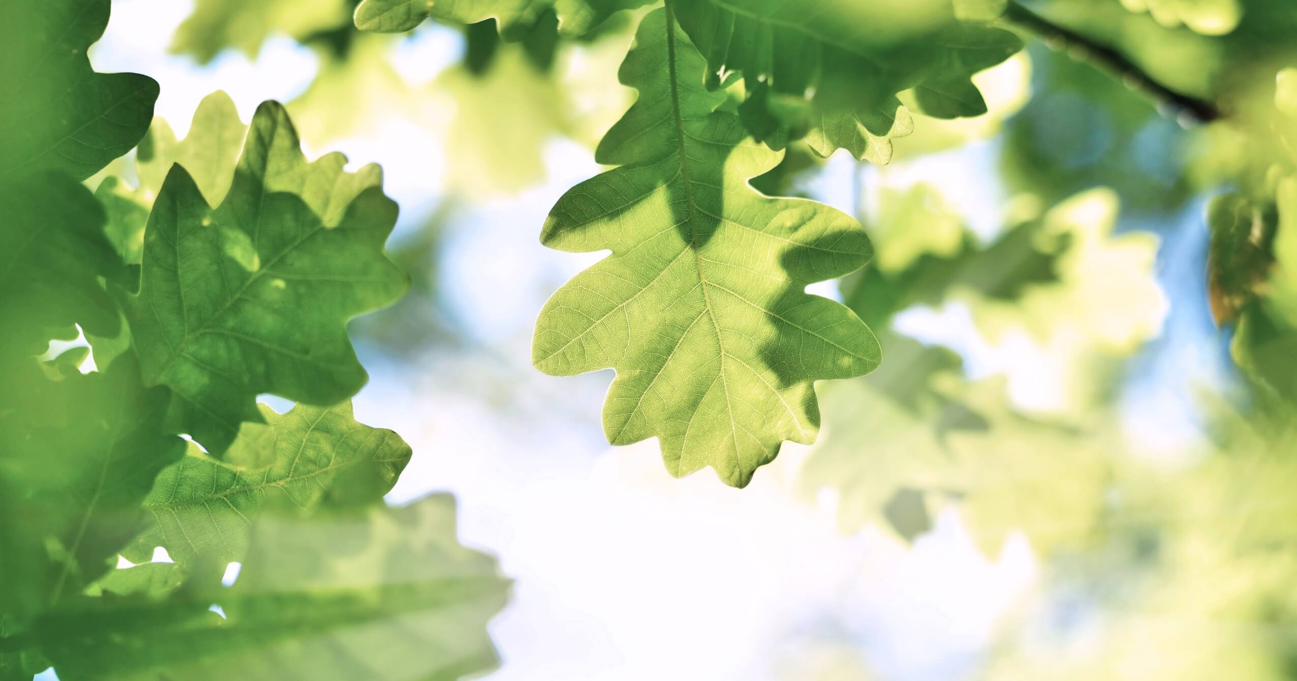 Tammepuit - ajatu ja kõrgelt hinnatud