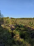 7. september, 2024. Hakkab kujunema samblakate, kus on segamini turbasamblad eri liiki metsasamblikega. See on märk aeglasemast soo taastamisest. Loodetavasti jääb kasevõsusid aja jooksul vähemaks.