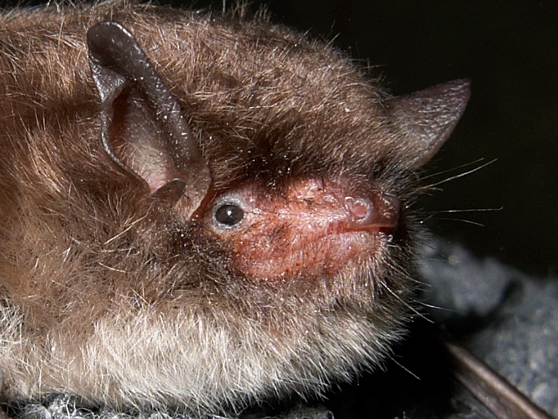 Veelendlane (Myotis daubentonii) Piusa koopas. kes oli pildistamise ajal vähemalt 23,5 aastat vana. Autor: Lauri Lutsar