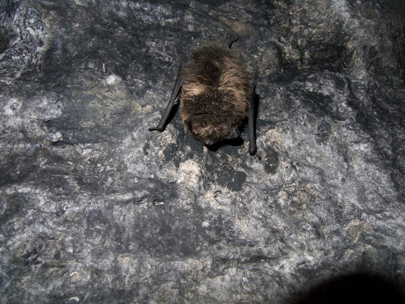 Põhja-nahkhiir (Eptesicus nilssonii) - meie kõige arvukam nahkhiireliik. Autor: Lauri Lutsar