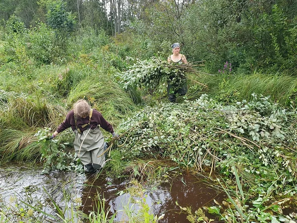 Vitspunutised rajati võsastunud kallastel leiduvast