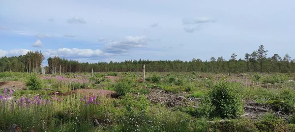 27.juuni 2021. Tüüpilise raielangi taimena kasvab valguse ja kuivusega põdrakanep.