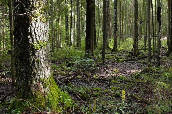 Metsade bioloogilise mitmekesisuse hoidmise hindamine