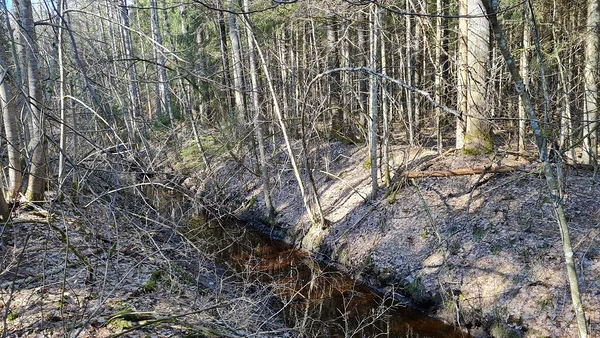 Kikepera looduskaitseala 10.04.2023. Foto: Ants Animägi