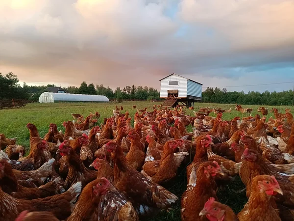 Ahisilla taluaia peremees Timo Varblas ja Ahisilla rohumaakanad. Fotod: erakogu