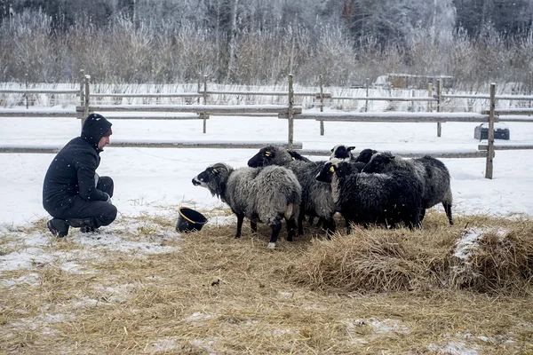 Tenno Toomistu Kihnu maalammastega. Foto: Piret Väinsalu
