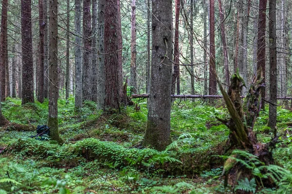 Välitööde käigus hindas Indrek Hiiesalu ka maapinna mättalisust. Foto: Katre Liiv