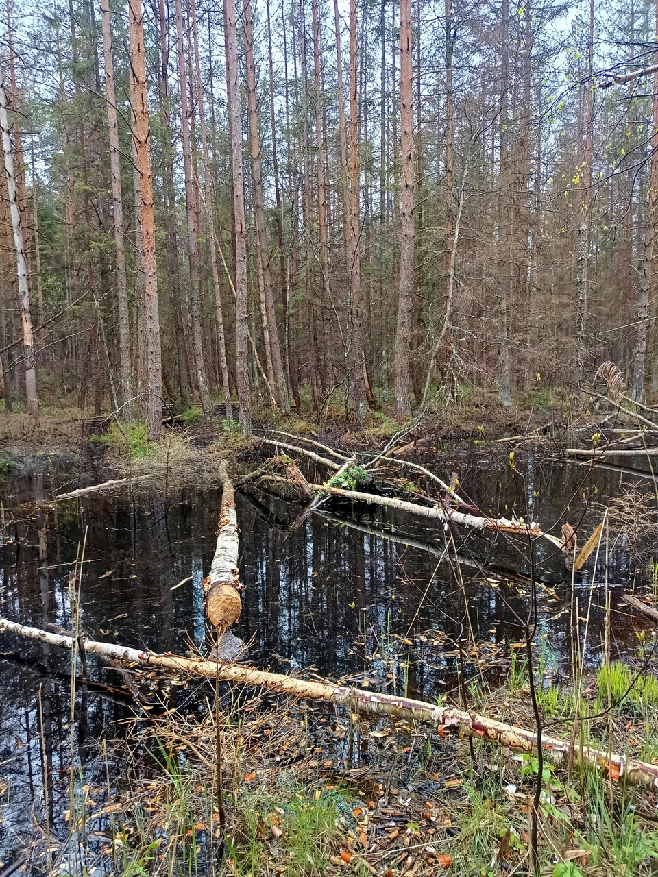 Muidu sai kuiva jalaga läbi, ainult kopra kättetööna valminud kraav oli vett täis