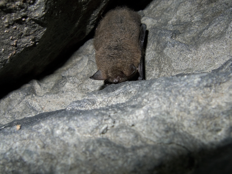 See on tõenäoliselt tõmmulendlane (Myotis brandtii), aga kindlalt habelendlasest (Myotis mystacinus) eristamiseks oleks tulnud loom kätte võtta. Autor: Lauri Lutsar