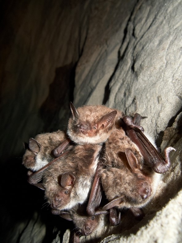 Tiigilendlased (Myotis dasycneme) Ülgase koopas. Autor: Lauri Lutsar